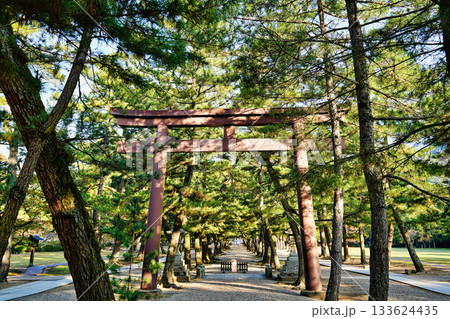 出雲大社 松の参道 出雲大社 松の参道 133624435
