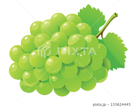 Bunch of green grapes hanging on vine with leaves 133624445
