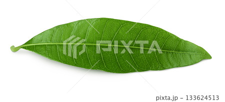 Green Mango leaf isolated on a white background. Top view. Flat lay 133624513