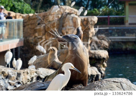 Sea lion sits on wet rocks surrounded by white egrets. Birds and marine mammals share the coastal water habitat in daylight. 133624786