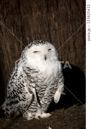 snowy owl in the forest 133625413