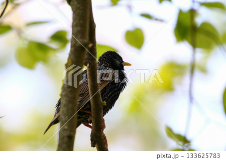 Starling Singing on Branch Closeup in Springtime Park 133625783