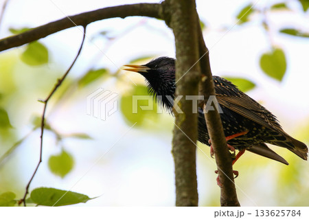 Starling Singing on Branch Closeup in Springtime Park Starling Singing on Branch Closeup in Springtime Park 133625784