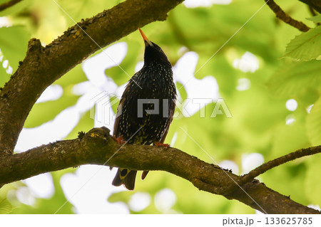Starling Singing on Branch Closeup in Springtime Park Starling Singing on Branch Closeup in Springtime Park 133625785