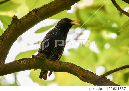 Starling Singing on Branch Closeup in Springtime Park Starling Singing on Branch Closeup in Springtime Park 133625787