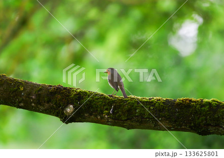 Robin on Branch with Worms in Beak in Green Spring Forest Background 133625801