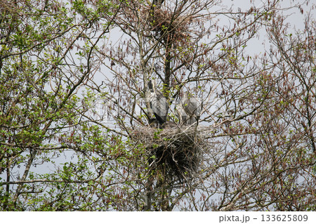 Gray Herons Nesting in Tree Near Regensburg in Springtime Gray Herons Nesting in Tree Near Regensburg in Springtime 133625809
