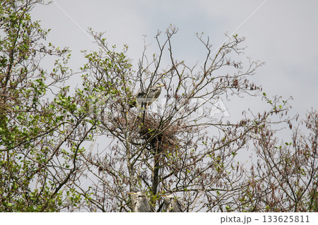 Gray Herons Nesting in Tree Near Regensburg in Springtime Gray Herons Nesting in Tree Near Regensburg in Springtime 133625811