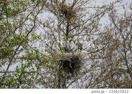 Gray Herons Nesting in Tree Near Regensburg in Springtime Gray Herons Nesting in Tree Near Regensburg in Springtime 133625812