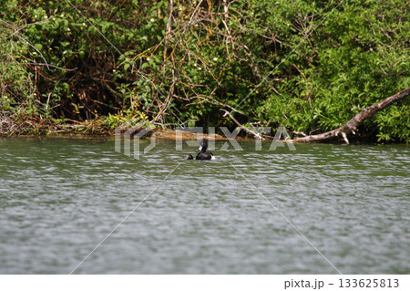 Tufted Pochard Floating on Green Lake Near Regensburg in Springtime Tufted Pochard Floating on Green Lake Near Regensburg in Springtime 133625813