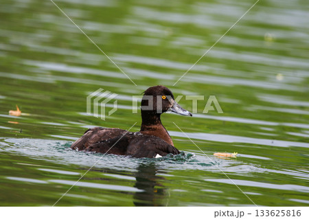Tufted Pochard Floating on Green Lake Near Regensburg in Springtime 133625816