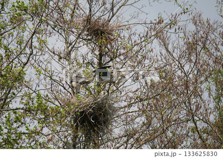 Gray Herons Nesting in Tree Near Regensburg in Springtime Gray Herons Nesting in Tree Near Regensburg in Springtime 133625830