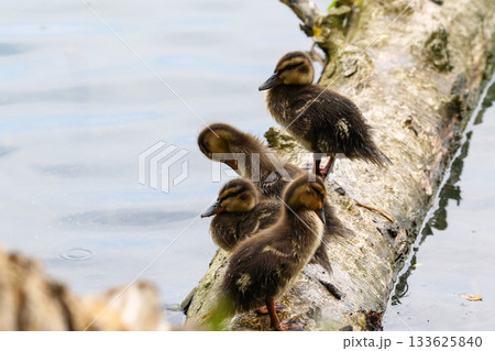 Wild Duckling Resting on Fallen Tree Trunk Near Lake Regensburg Spring Wild Duckling Resting on Fallen Tree Trunk Near Lake Regensburg Spring 133625840
