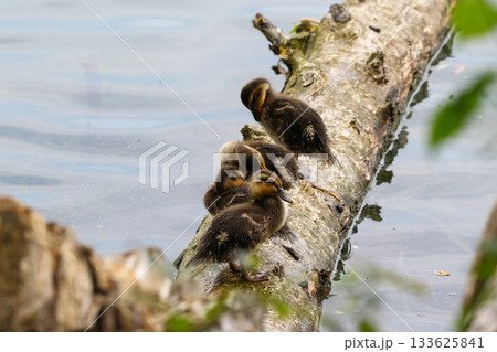 Wild Duckling Resting on Fallen Tree Trunk Near Lake Regensburg Spring Wild Duckling Resting on Fallen Tree Trunk Near Lake Regensburg Spring 133625841