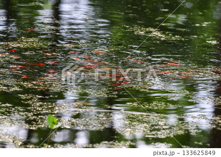 Exotic Colored Small Fishes Swimming in Pond Covered with Spring Vegetation in Town Park Exotic Colored Small Fishes Swimming in Pond Covered with Spring Vegetation in Town Park 133625849