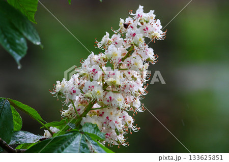 Close-up of Chestnut Flowers with Green Vegetation in Background 133625851