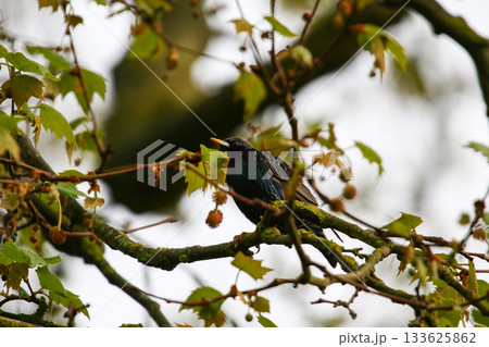 Starling Singing on Branch Closeup in Springtime Park 133625862