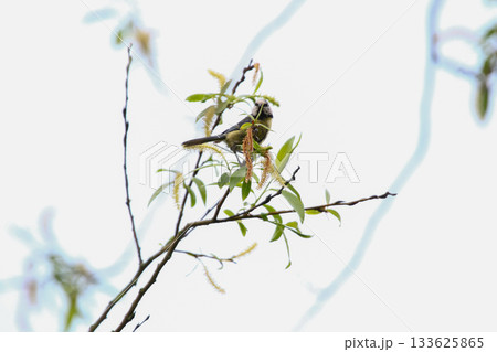 Eurasian Blue Tit on Tree Branch in Spring Park with Bright Plumage 133625865