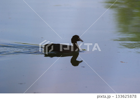 Eurasian Coot Floating on Green Lake Water Near Regensburg in Spring Eurasian Coot Floating on Green Lake Water Near Regensburg in Spring 133625878