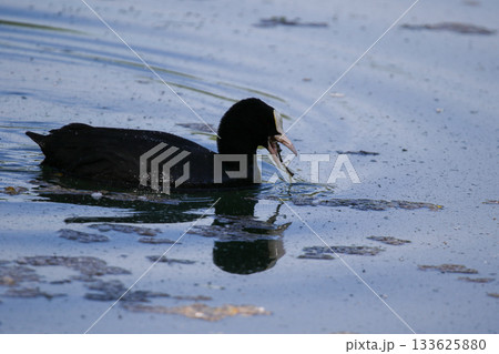 Eurasian Coot Floating on Green Lake Water Near Regensburg in Spring 133625880