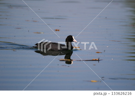 Eurasian Coot Floating on Green Lake Water Near Regensburg in Spring Eurasian Coot Floating on Green Lake Water Near Regensburg in Spring 133626216