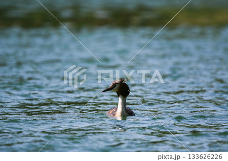 Crested Grebe Floating on Green Lake in Springtime Crested Grebe Floating on Green Lake in Springtime 133626226