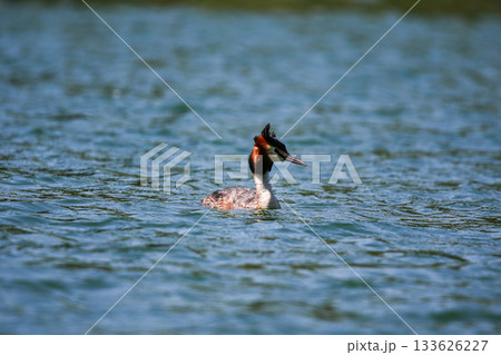 Crested Grebe Floating on Green Lake in Springtime Crested Grebe Floating on Green Lake in Springtime 133626227