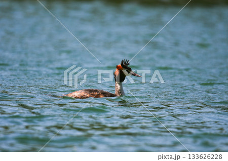 Crested Grebe Floating on Green Lake in Springtime 133626228
