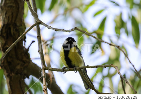 Great Tit Parus Major Sitting on Tree Branch in Vibrant Spring Setting 133626229