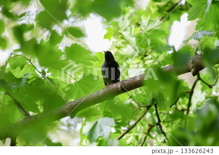 Starling Singing on Branch Closeup in Springtime Park Starling Singing on Branch Closeup in Springtime Park 133626243