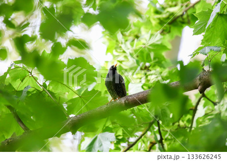 Starling Singing on Branch Closeup in Springtime Park Starling Singing on Branch Closeup in Springtime Park 133626245