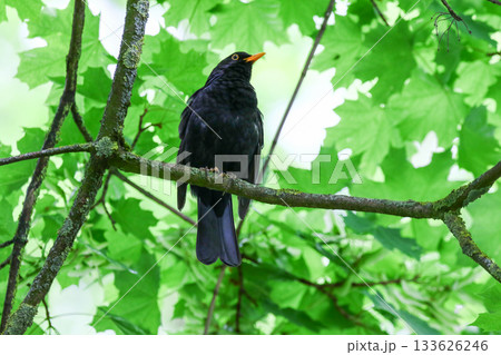 Common Blackbird Turdus Merula Sitting on Tree Branch in Spring Park Common Blackbird Turdus Merula Sitting on Tree Branch in Spring Park 133626246