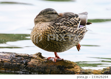 Female Mallard standing on one leg on tree bark floating near Regensburg lake in spring 133626264