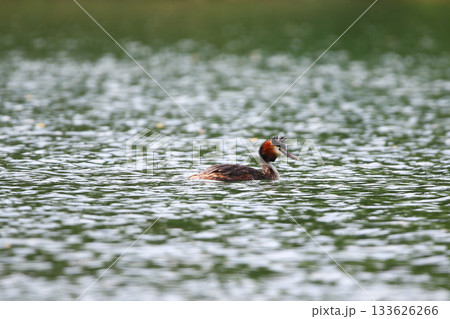 Crested Grebe Floating on Green Lake in Springtime 133626266