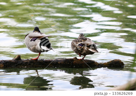 Mallards resting on one leg on tree bark floating on lake near Regensburg in spring Mallards resting on one leg on tree bark floating on lake near Regensburg in spring 133626269