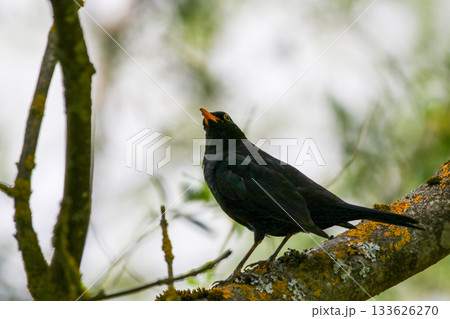 Common Blackbird Turdus Merula Sitting on Tree Branch in Spring Park Common Blackbird Turdus Merula Sitting on Tree Branch in Spring Park 133626270