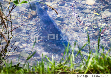 Large common bream swimming underwater during spring near Regensburg lake Large common bream swimming underwater during spring near Regensburg lake 133626282