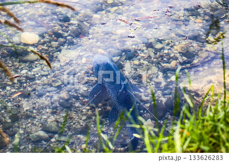 Large common bream swimming underwater during spring near Regensburg lake 133626283