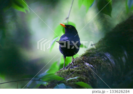 Common Blackbird Turdus merula on Branch Moody Spring View from Behind Common Blackbird Turdus merula on Branch Moody Spring View from Behind 133626284