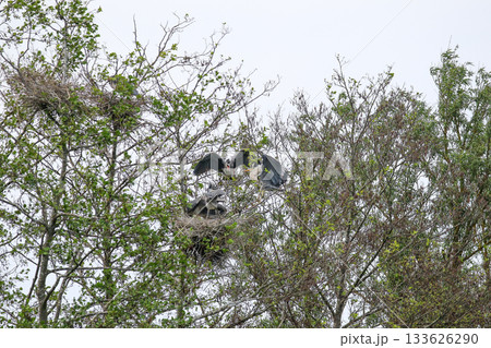 Grey Heron birds nesting in trees near lake by Regensburg in springtime 133626290