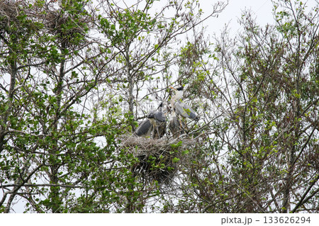 Grey Heron birds nesting in trees near lake by Regensburg in springtime 133626294