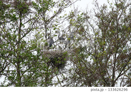 Grey Heron birds nesting in trees near lake by Regensburg in springtime 133626296