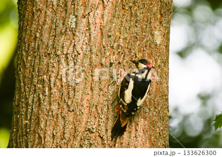 Great Spotted Woodpecker Dendrocopos Major Searching for Food on Tree Trunk Great Spotted Woodpecker Dendrocopos Major Searching for Food on Tree Trunk 133626300