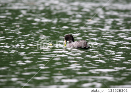 Eurasian Coot Floating on Green Lake Water Near Regensburg in Spring Eurasian Coot Floating on Green Lake Water Near Regensburg in Spring 133626301