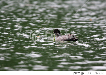 Eurasian Coot Floating on Green Lake Water Near Regensburg in Spring Eurasian Coot Floating on Green Lake Water Near Regensburg in Spring 133626302