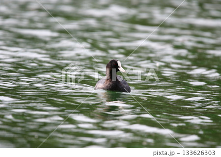 Eurasian Coot Floating on Green Lake Water Near Regensburg in Spring Eurasian Coot Floating on Green Lake Water Near Regensburg in Spring 133626303
