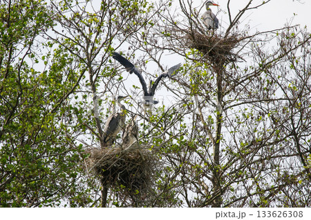 Grey Heron birds nesting in trees near lake by Regensburg in springtime Grey Heron birds nesting in trees near lake by Regensburg in springtime 133626308