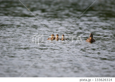 Female Mallard with four ducklings floating on lake near Regensburg in spring Female Mallard with four ducklings floating on lake near Regensburg in spring 133626314