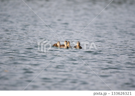 Female Mallard with four ducklings floating on lake near Regensburg in spring Female Mallard with four ducklings floating on lake near Regensburg in spring 133626321