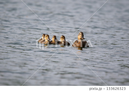 Female Mallard with four ducklings floating on lake near Regensburg in spring 133626323